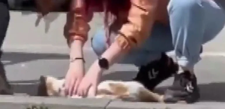 Otomobilin çarptığı kediyi kalp masajıyla kurtardı