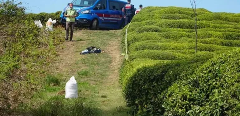Rize'de korkunç olay Çay bahçesinde başı kopmuş ceset bulundu