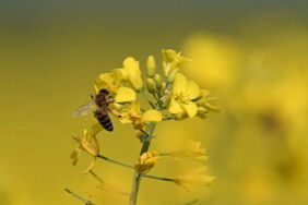 Sarı kanolalar çiçek açtı... Edirne'deki tarlalar sarıya boyandı