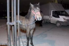 Sultangazi'de at kesme skandalı Zabıta ekipleri kesilmiş at eti ve canlı atları ele geçirdi