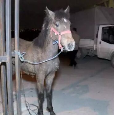 Sultangazi'de at kesme skandalı Zabıta ekipleri kesilmiş at eti ve canlı atları ele geçirdi