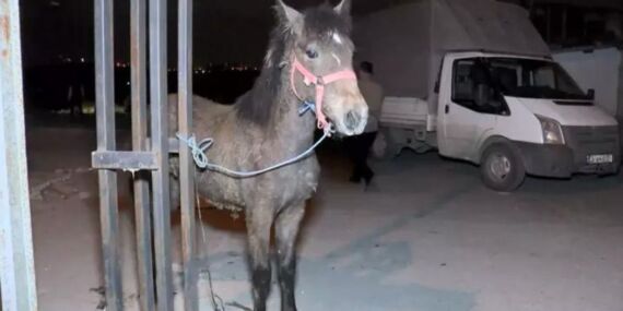 Sultangazi’de at kesme skandalı: Zabıta ekipleri kesilmiş at eti ve canlı atları ele geçirdi