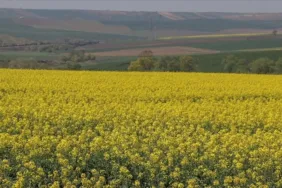 Tekirdağ'ın sarı kanola tarlaları eşsiz manzarasıyla ziyaretçilerini ağırlıyor
