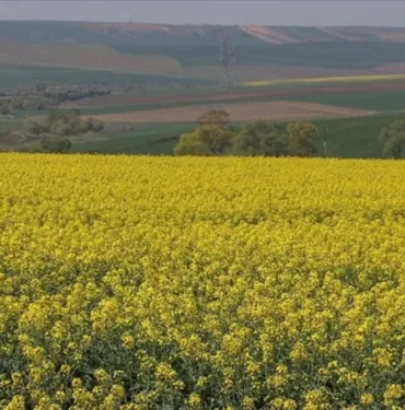 Tekirdağ'ın sarı kanola tarlaları eşsiz manzarasıyla ziyaretçilerini ağırlıyor