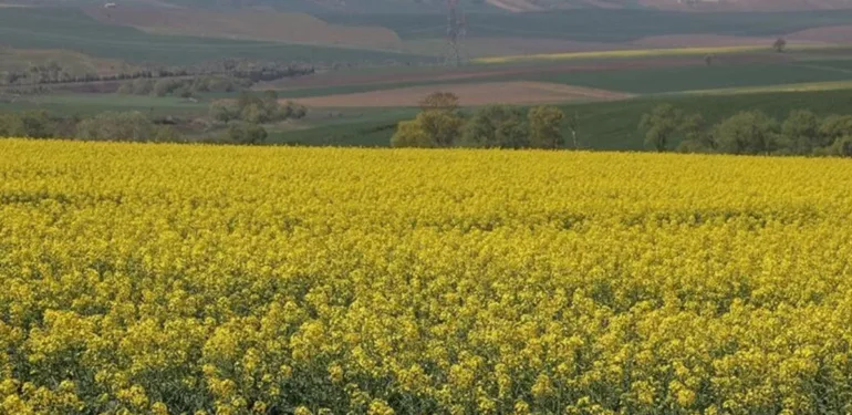 Tekirdağ'ın sarı kanola tarlaları eşsiz manzarasıyla ziyaretçilerini ağırlıyor