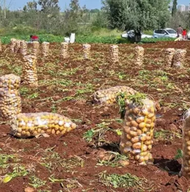 Türkiye'de patates hasadı başladı