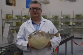 Uzmanı uyardı! 'Tek çare yerli türleri korumak