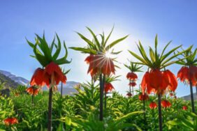 Van'da ilkbahar havası... 'Hüzün çiçeği' doğayı süsledi