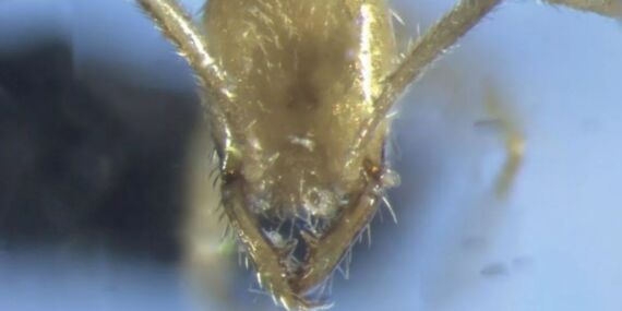 Yeni bir karınca türü keşfetti: ‘Voldemort’ adı verildi