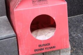 Zeytinburnu'nda Pitbull ırklı köpek, yavrularını emziren kediyi öldürdü!