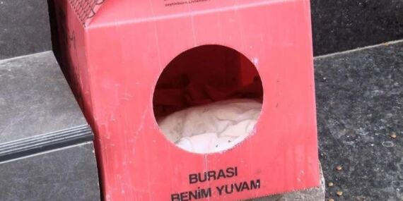 Zeytinburnu’nda pitbull cinsi köpek, yavrularını emziren kediyi öldürdü!