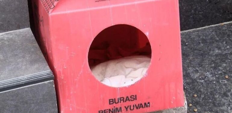Zeytinburnu'nda Pitbull ırklı köpek, yavrularını emziren kediyi öldürdü!