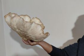 3 kilo 120 gramlık dev mantar görenleri şaşırttı... Kilosu 700 liradan satılıyor