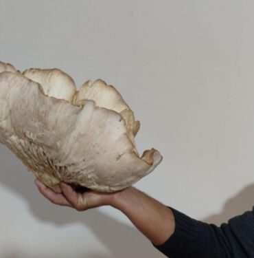 3 kilo 120 gramlık dev mantar görenleri şaşırttı... Kilosu 700 liradan satılıyor