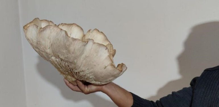 3 kilo 120 gramlık dev mantar görenleri şaşırttı... Kilosu 700 liradan satılıyor