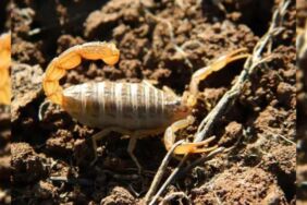 40 yıldır bilinen akrebin, yeni bir tür olduğu keşfedildi