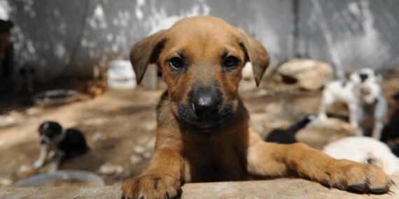 AKP’nin tepki çeken sokak hayvanları düzenlemesi Meclis’te