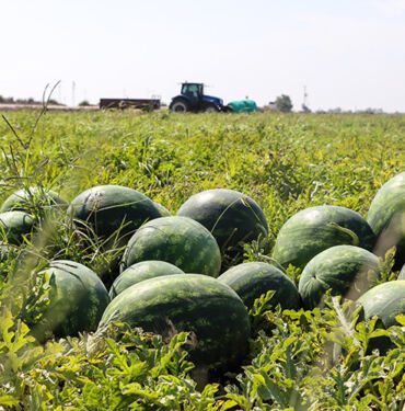 Adana'da sezonun ilk karpuz hasadı yapıldı