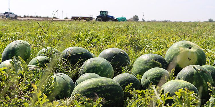 Adana'da sezonun ilk karpuz hasadı yapıldı