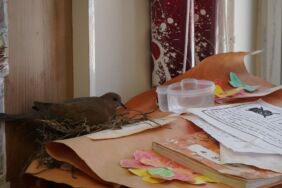 Adıyaman'da öğrenciler sınıflarına yuva yapan kuşun yavrularını bekliyor