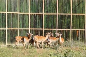 Alageyiklerin yeni yaşam alanları GPS'li takiple belirleniyor