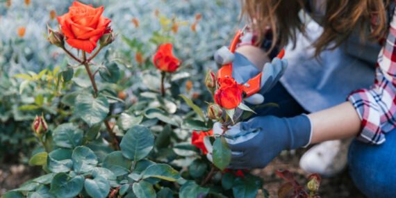 Anneler Günü mesaisi başladı… Dalında 3 lira, internette 40 lira…