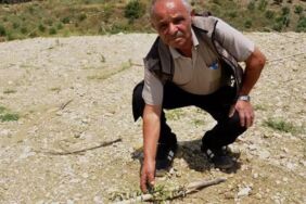 Arazisine diktiği 1100 zeytin fidanı traktörle ezildi
