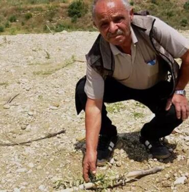 Arazisine diktiği 1100 zeytin fidanı traktörle ezildi