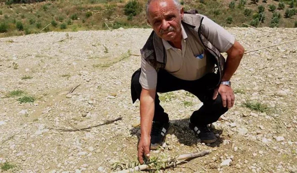 Arazisine diktiği 1100 zeytin fidanı traktörle ezildi