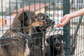 Av. Ekmekçi'den, iktidarın 'uyutma' teklifine tepki 'Yaşam hakkı kutsaldır