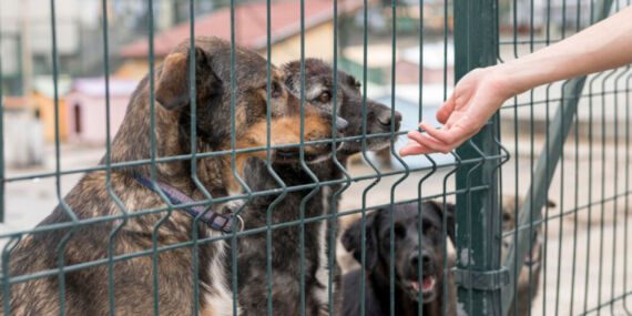 Hayvan Hakları Yürütme Kurulu Üyesi Av. Ekmekçi’den, iktidarın ‘uyutma’ teklifine tepki: ‘Yaşam hakkı kutsaldır’