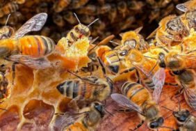 Bambaşka bir karışım yaptı! Kilometrelerce yol geliyorlar... 'Masa sandalye yetmemeye başladı'