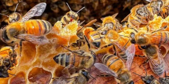 Bambaşka bir karışım yaptı! Kilometrelerce yol geliyorlar… ‘Masa sandalye yetmemeye başladı’