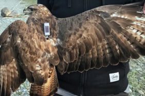 Bozkır şahininin iki yıllık göç rotası... Üç kıtada 48 bin 865 kilometre kanat çırptı!