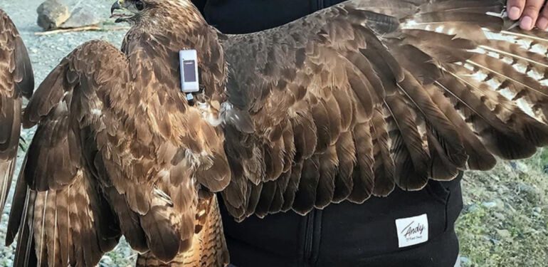 Bozkır şahininin iki yıllık göç rotası... Üç kıtada 48 bin 865 kilometre kanat çırptı!