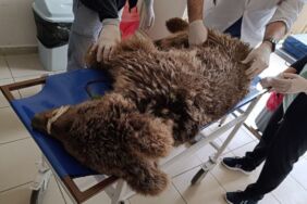 Bursa'da yaralı bulunan ayı koruma altına alındı