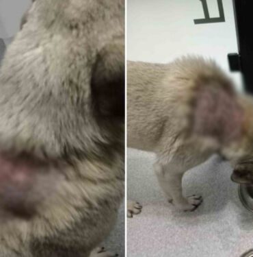Büyükçekmece'de sokak köpeğinin üstüne kaynar su döküldü 'Bilinçli bir saldırı