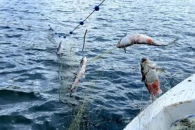 Buzları çözülen Çıldır Gölü'nde balık bereketi yüzleri güldürdü