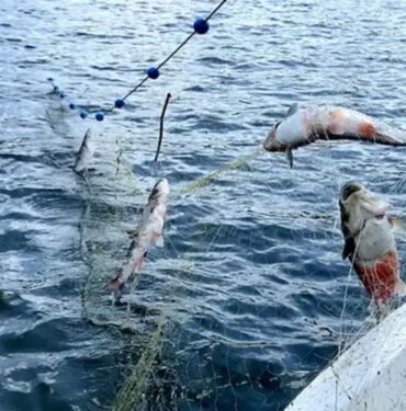 Buzları çözülen Çıldır Gölü'nde balık bereketi yüzleri güldürdü