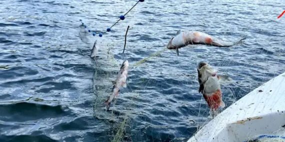 Buzları çözülen Çıldır Gölü’nde balık bereketi yüzleri güldürdü