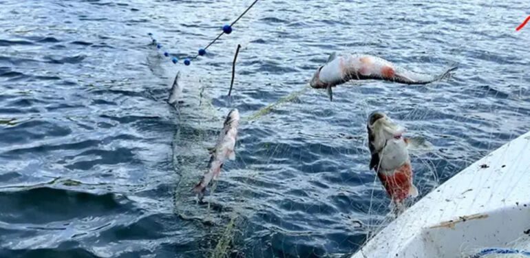 Buzları çözülen Çıldır Gölü'nde balık bereketi yüzleri güldürdü