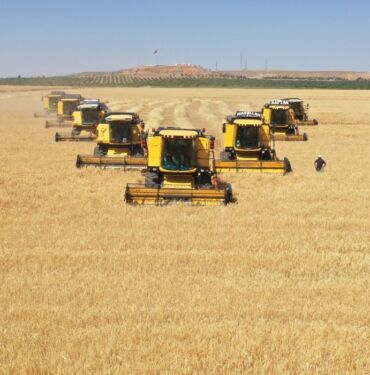 Ceylanpınar Tarım İşletmesinde hububat hasadı sürüyor