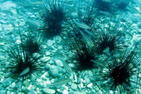 Denizkestaneleri Antalya Körfezi'ne geri dönüyor