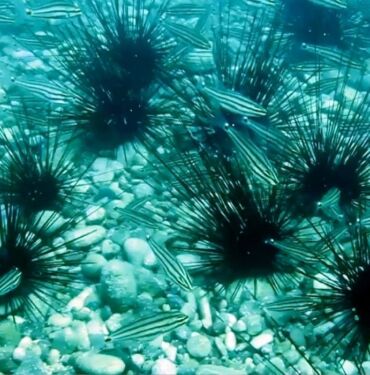 Denizkestaneleri Antalya Körfezi'ne geri dönüyor