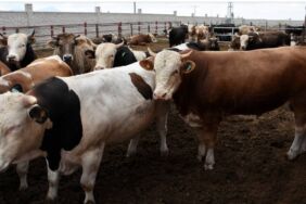 Diyanet açıkladı Kurban kesim bedeli ne kadar oldu