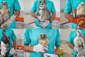 Diyarbakır'daki merkez ampute edilen kuşların yuvası oldu