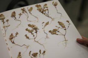 Doğadan toplanan yaklaşık 3 bin bitki koruma altında