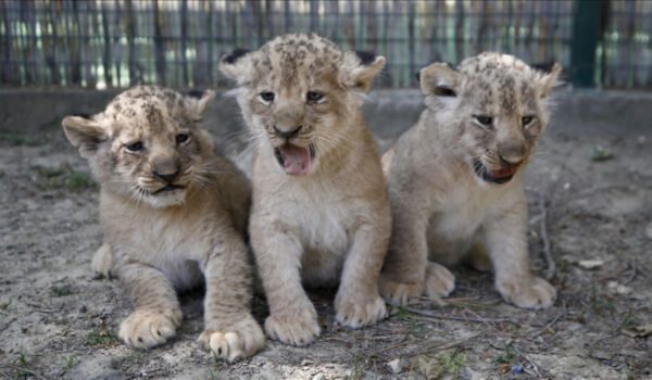 Dünyaya gelen üç aslan yavrusuna Galatasaraylı isim önerileri