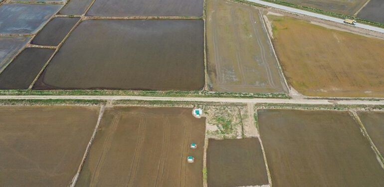 Edirne'de çeltik ekiminde sona gelindi