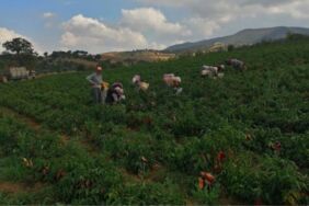 Erzincanlı çiftçilerin yeni favorisi 800 bin adet dikildi